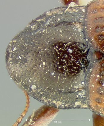 Media type: image;   Entomology 24459 Aspect: pronotum dorsal